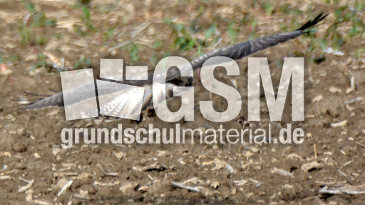 Mäusebussard_ (12).jpg